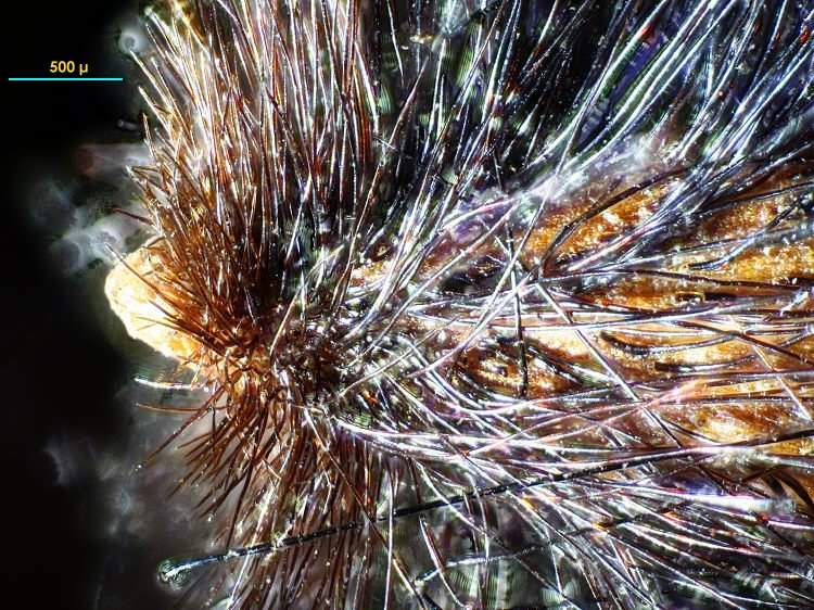 Protea #1421