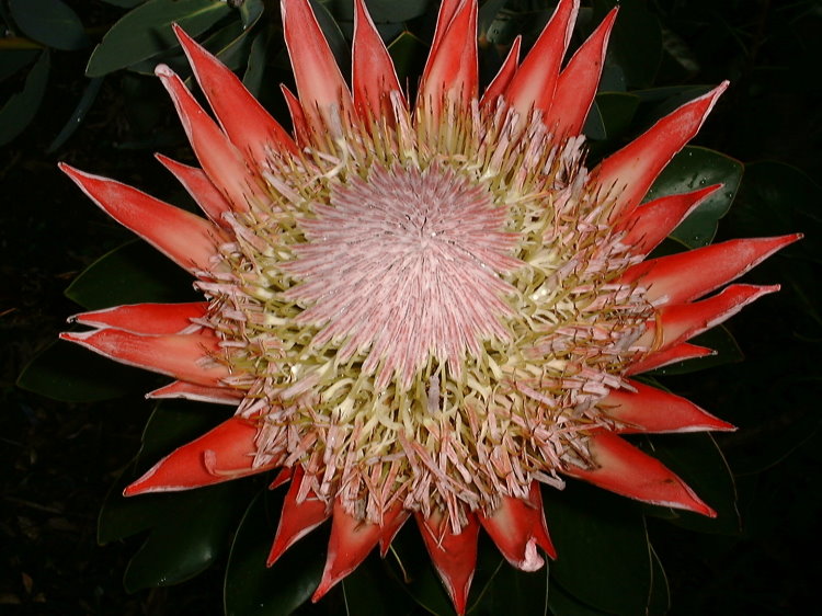 Protea #1419