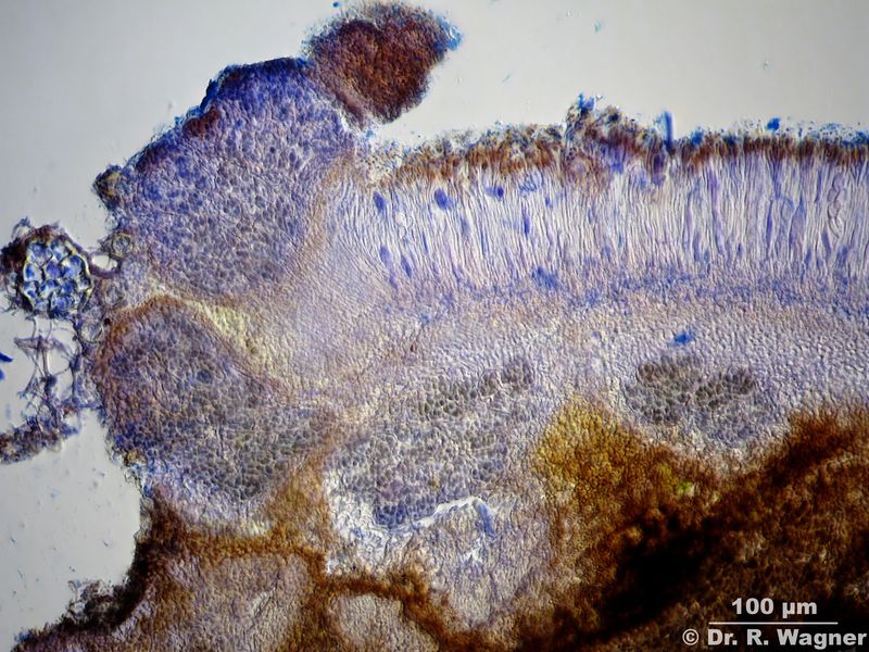 Protopannaria pezizoides #24618