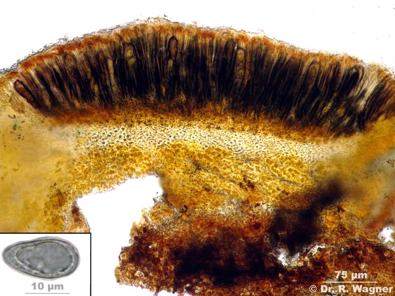 Protopannaria pezizoides #24620