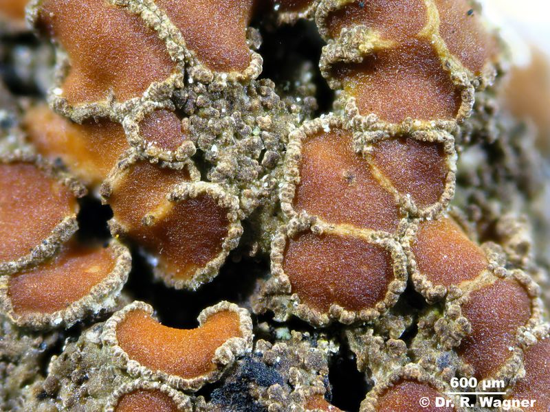 Protopannaria pezizoides #24616