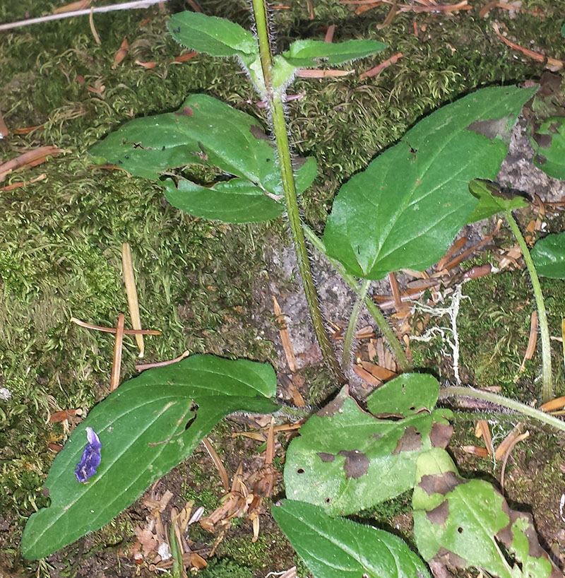 Prunella hastifolia #54297