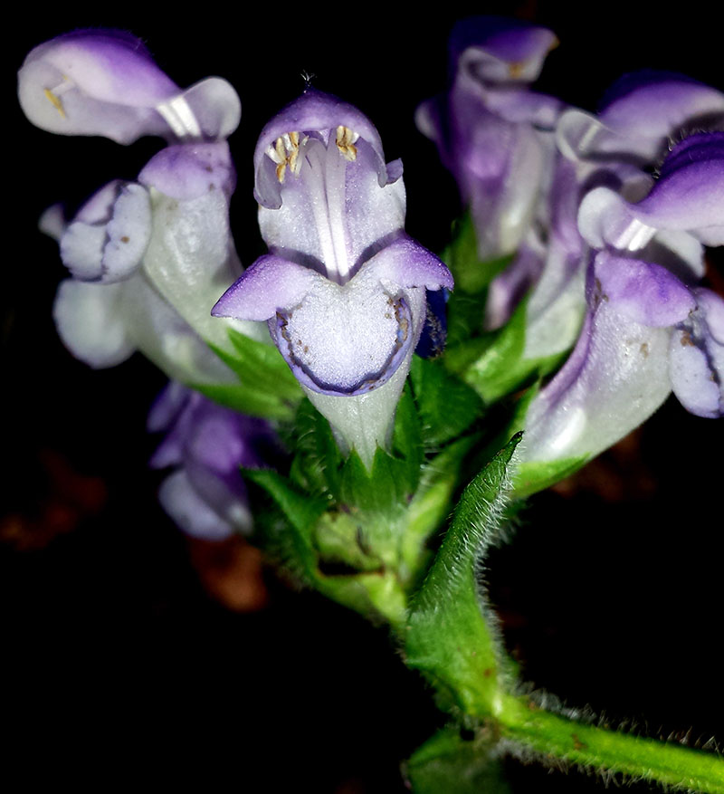Prunella hastifolia #54300