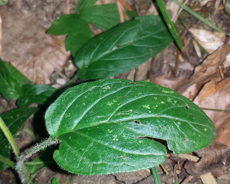 Prunella hastifolia #54296