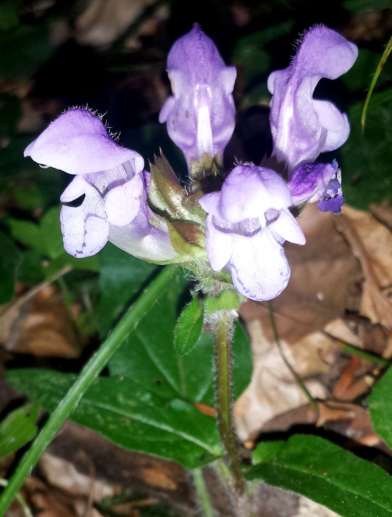 Prunella hastifolia #54298