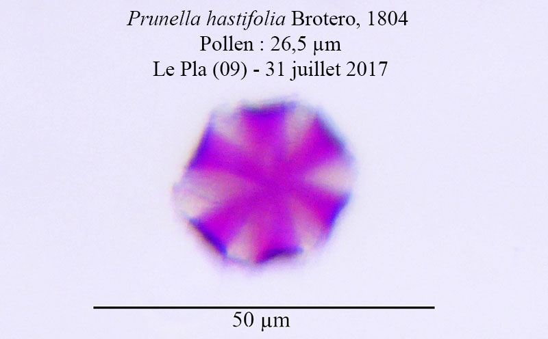 Prunella hastifolia #54305