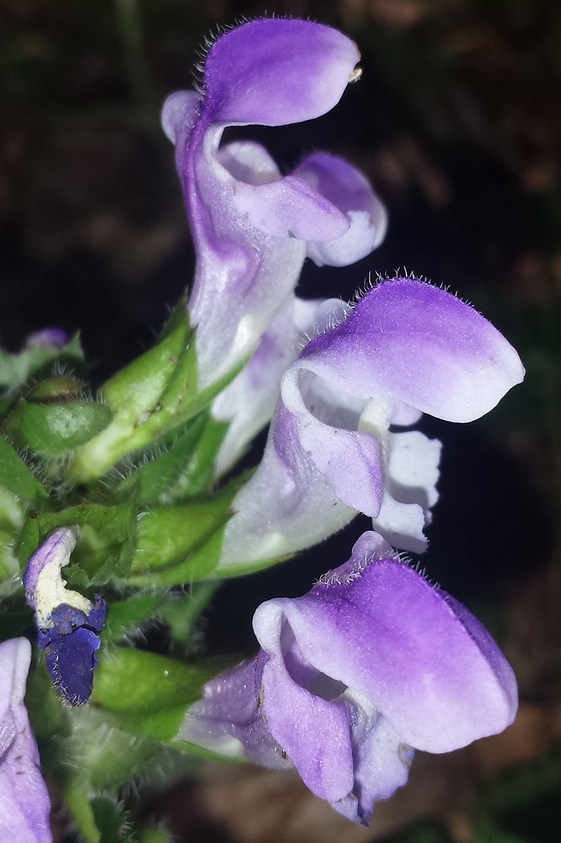 Prunella hastifolia #54299