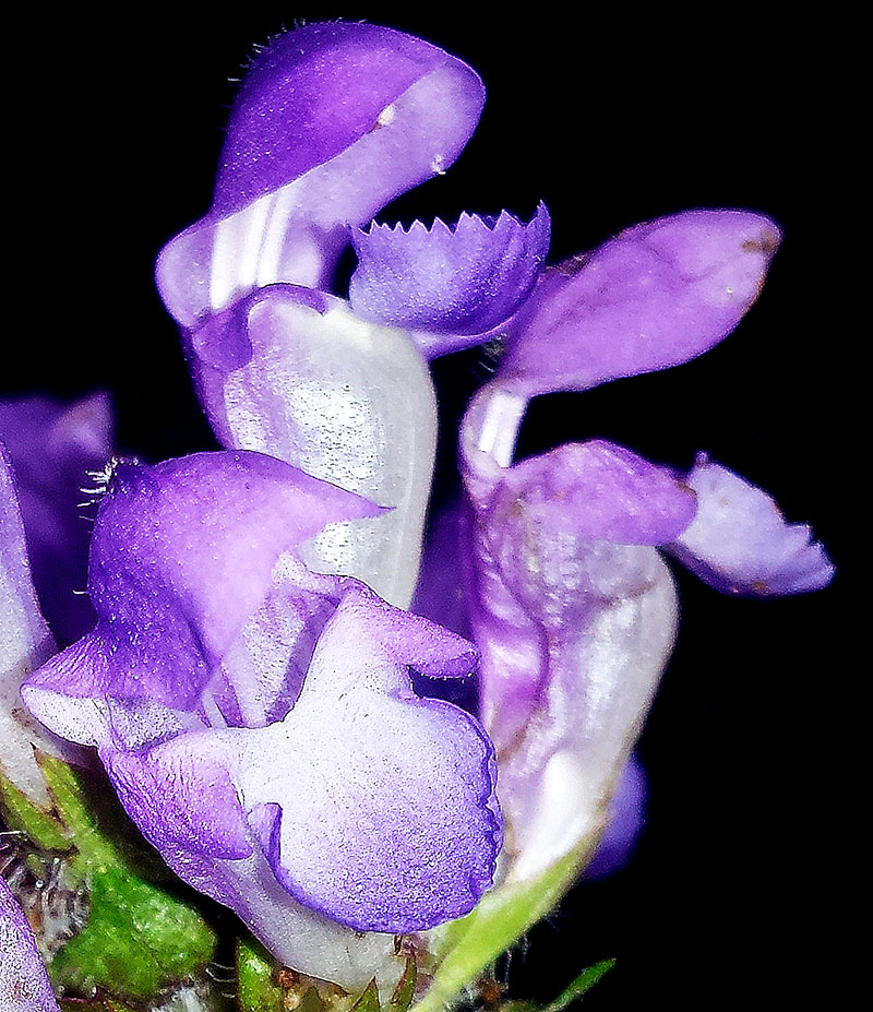 Prunella hastifolia #54303