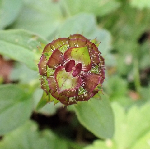 Prunella vulgaris #75377