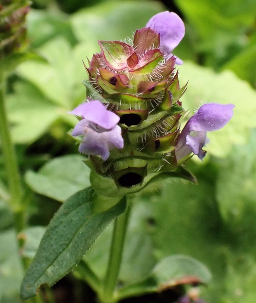 Prunella vulgaris #75380