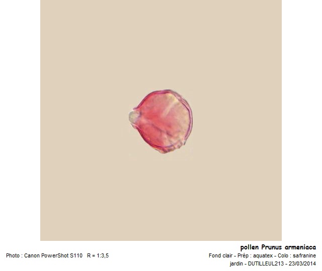 PRUNUS ARMENIACA - ABRICOTIER #36908