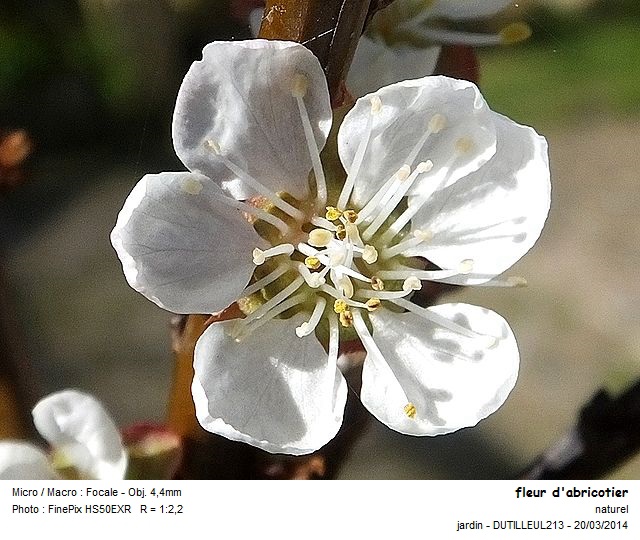 PRUNUS ARMENIACA - ABRICOTIER #36906