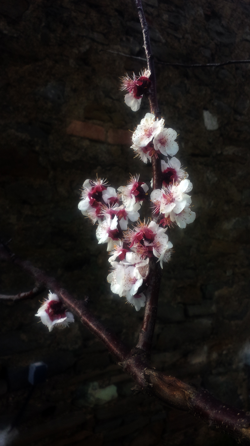 Prunus armeniaca #49375