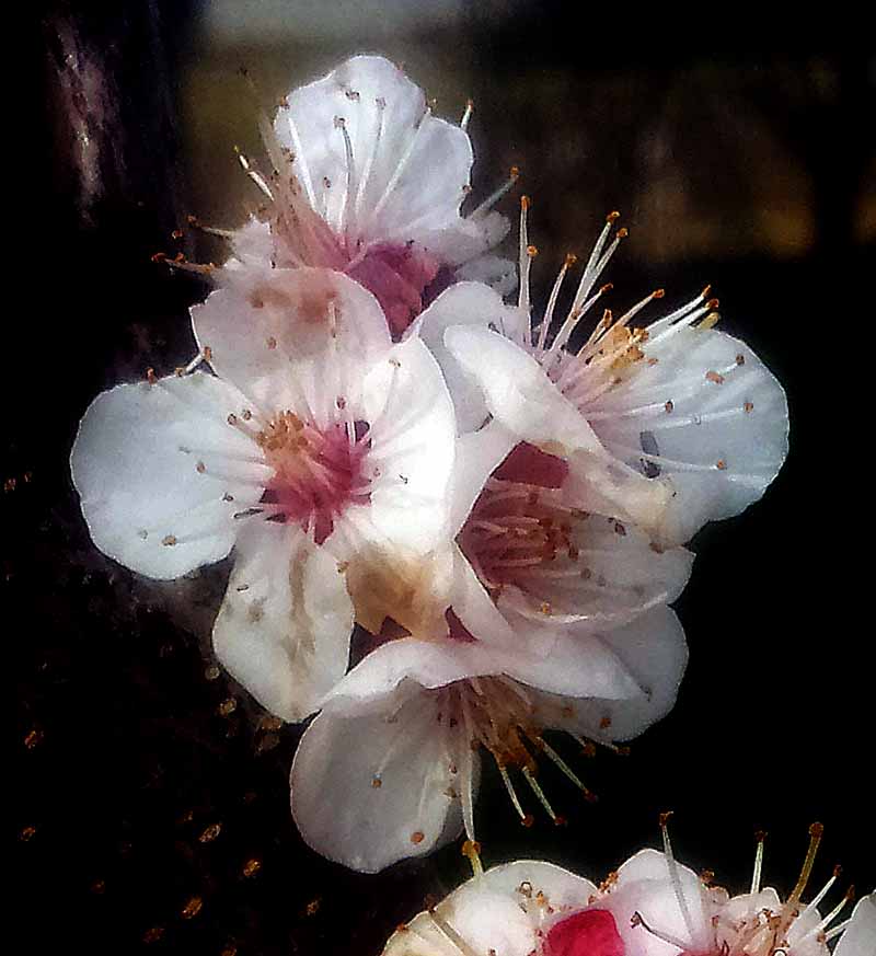Prunus armeniaca #49378