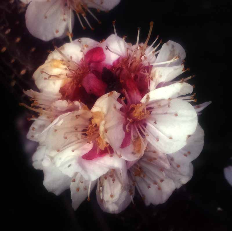 Prunus armeniaca #49377