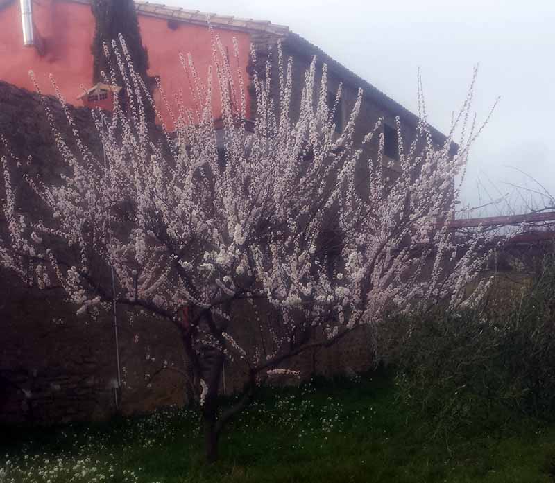 Prunus armeniaca #49374