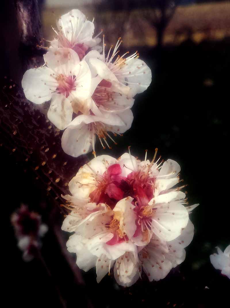 Prunus armeniaca #49376