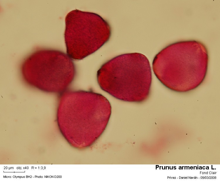 Prunus armeniaca L. (L’abricotier) #2742