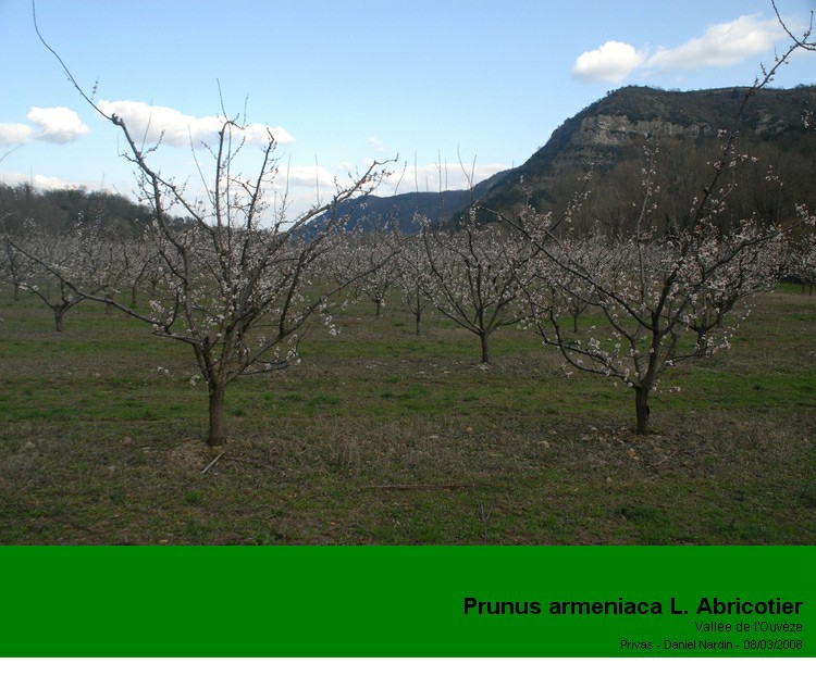 Prunus armeniaca L. (L’abricotier) #2740