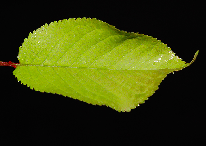Prunus avium (L.) L. #30680