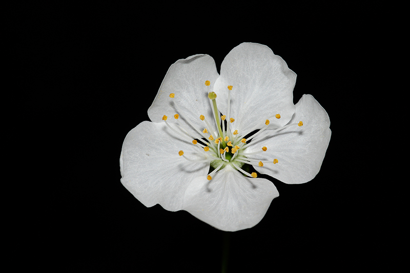 Prunus avium (L.) L. #30679