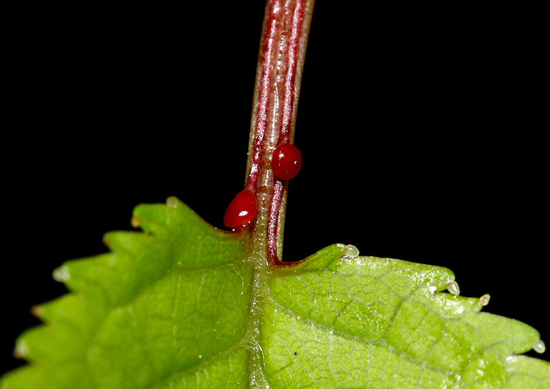 Prunus avium (L.) L. #30681
