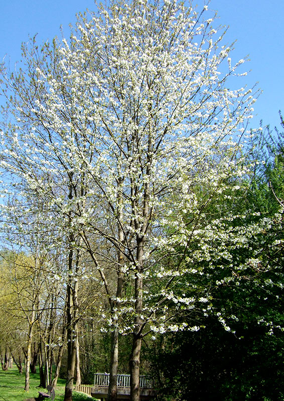 Prunus avium (L.) L. #30677