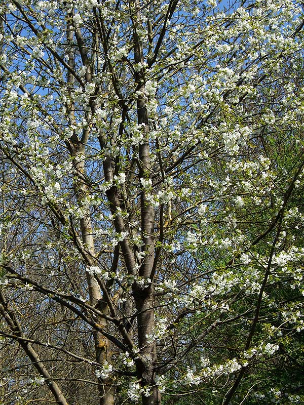 Prunus avium (L.) L. #30678