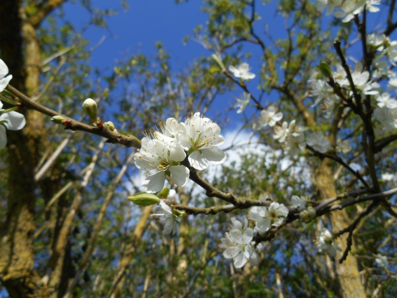 Prunus Domestica -Prunier #62688
