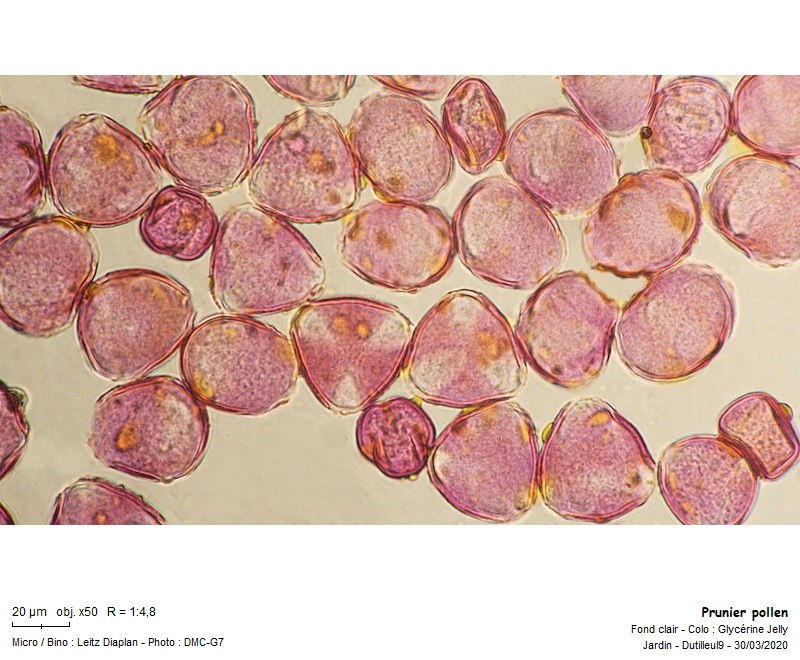 Prunus Domestica -Prunier #62691