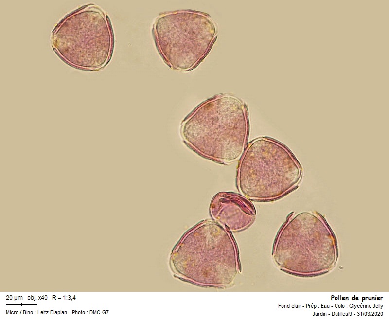 Prunus Domestica -Prunier #62687