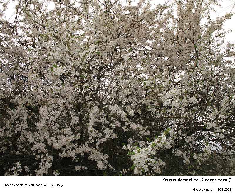 Prunus domestica X cerasifera ? #2821