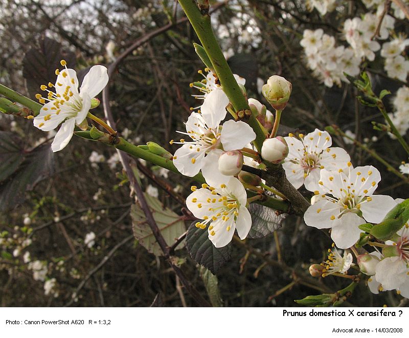 Prunus domestica X cerasifera ? #2822