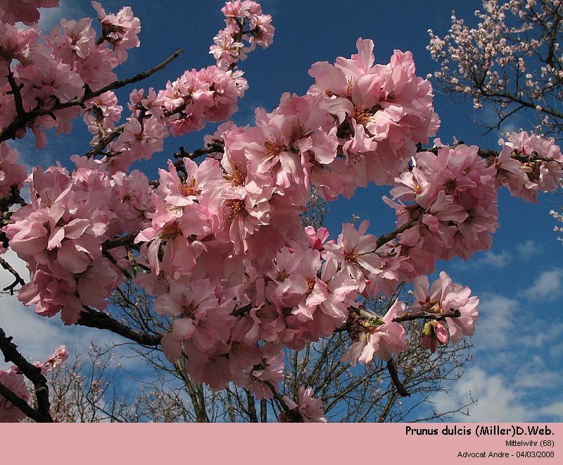 Prunus dulcis (Miller)D.Web. (L amandier, pollen) #2708