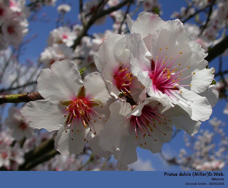 Prunus dulcis (Miller)D.Web. (L amandier, pollen) #2709