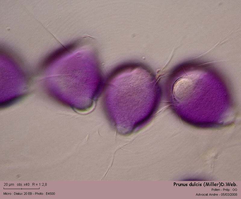 Prunus dulcis (Miller)D.Web. (L amandier, pollen) #2712