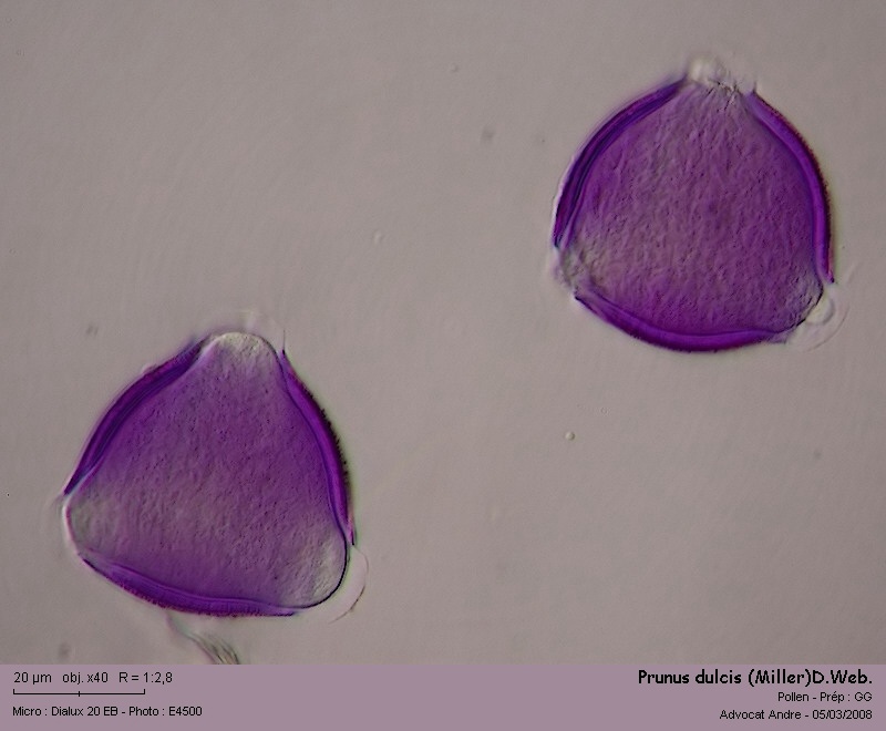Prunus dulcis (Miller)D.Web. (L amandier, pollen) #2711