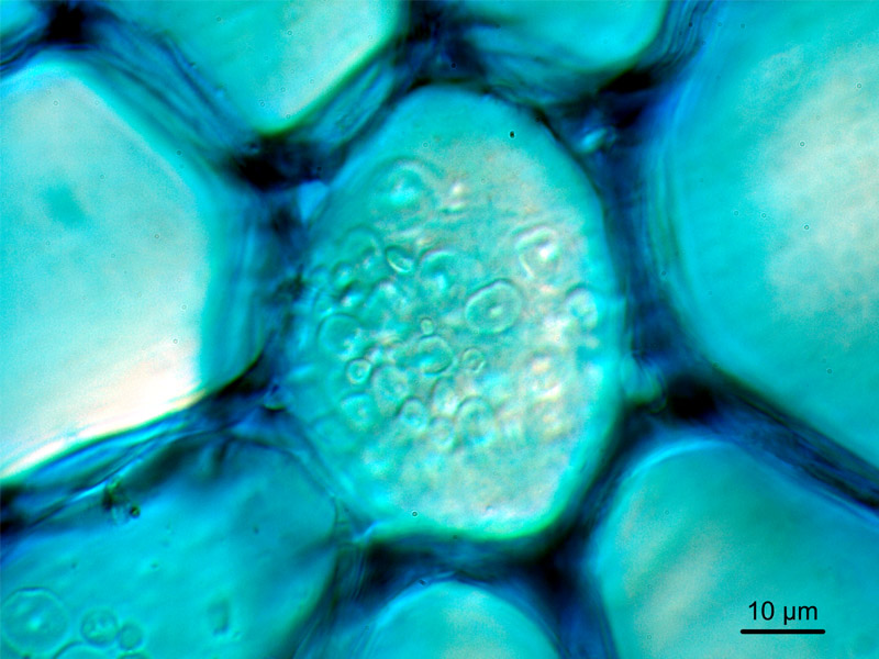 Prunus laurocerasus, histologie. #16880