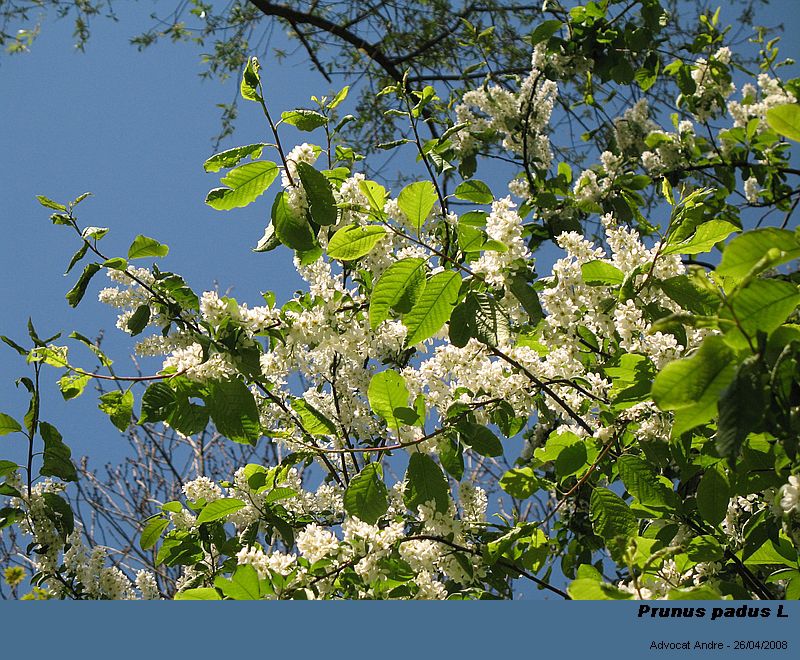 Prunus padus L. (Merisier à grappes) #3964