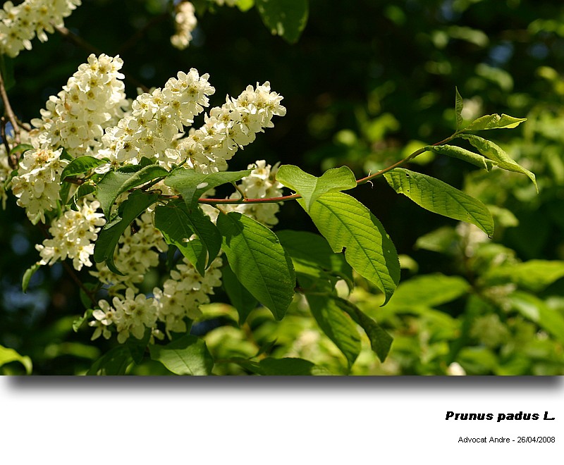 Prunus padus L. (Merisier à grappes) #3965