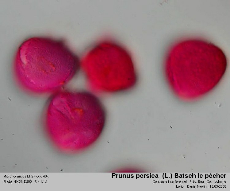 Prunus persica (L.) Batsch - Le pêcher #2808