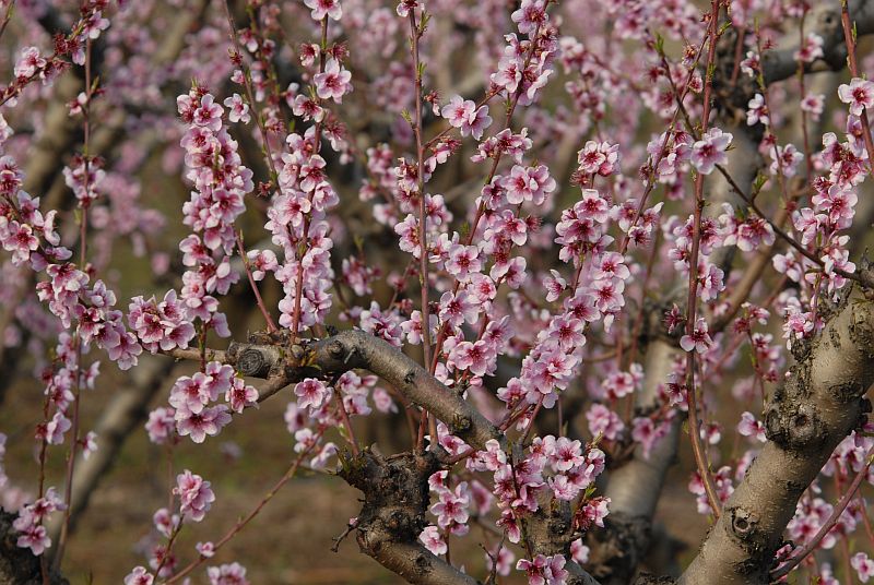 Prunus persica (L.) Batsch - Le pêcher #2806