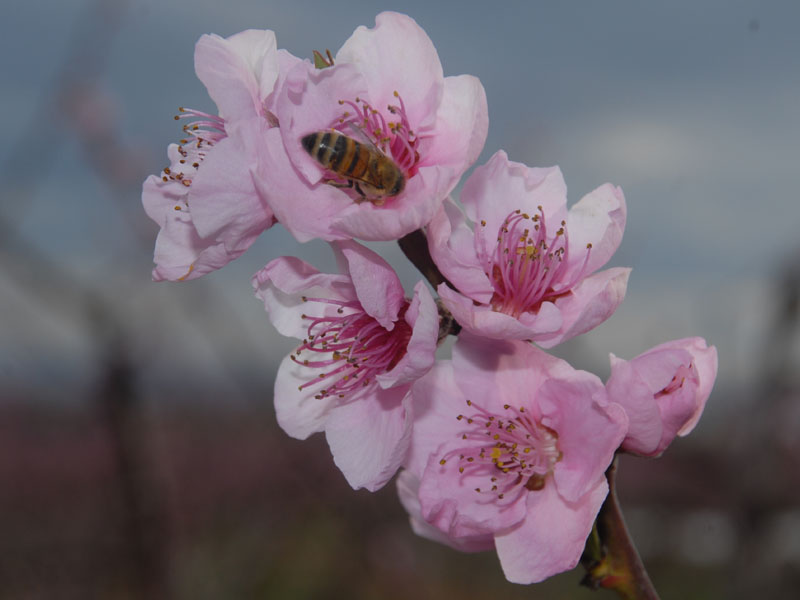 Prunus persica (L.) Batsch - Le pêcher #2807