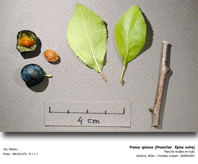 Prunus spinosa L., 1753  (Prunellier, Epine noire) #56