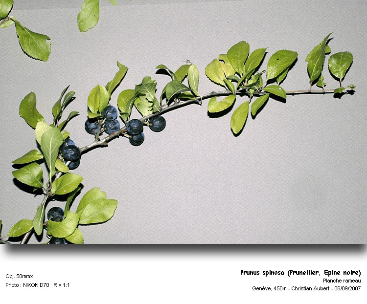 Prunus spinosa L., 1753  (Prunellier, Epine noire) #55