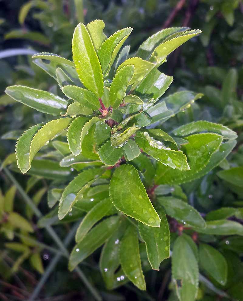 Prunus spinosa #49920