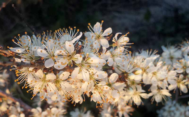 Prunus spinosa #49160