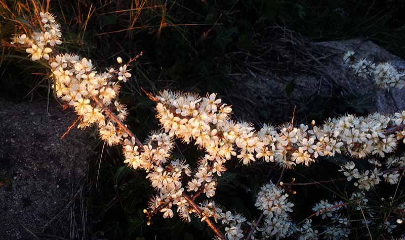 Prunus spinosa #49159