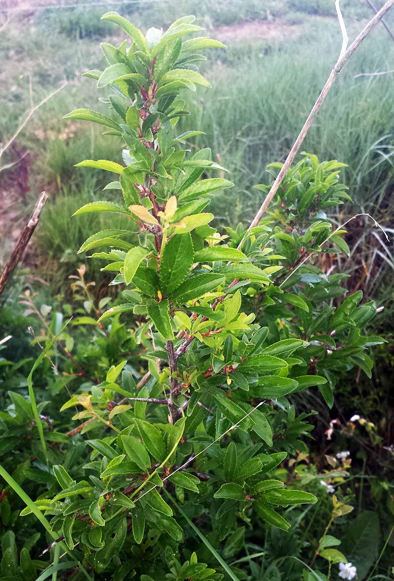 Prunus spinosa #49919