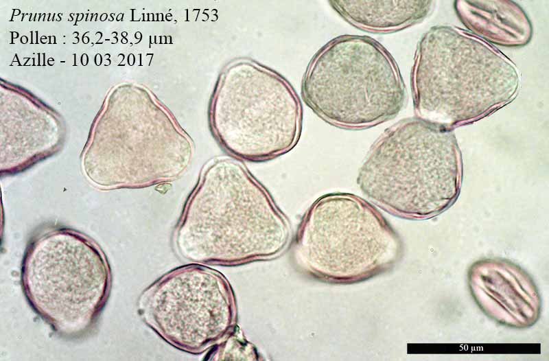 Prunus spinosa #49167